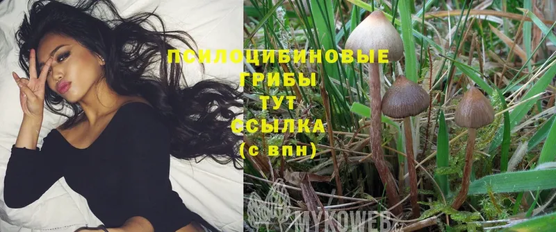 купить наркотики цена  Карпинск  Галлюциногенные грибы Psilocybine cubensis 